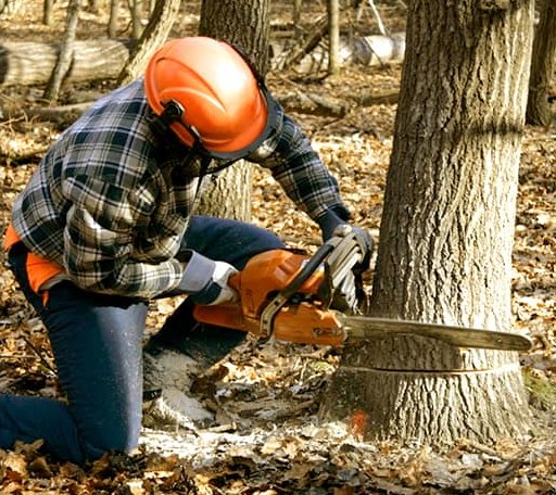 Tree Removal in Moseley, VA